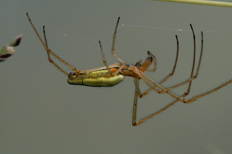 Tetragnatha_extensa_D5084_Z_92_Canal du Nivernais_Frankrijk.jpg